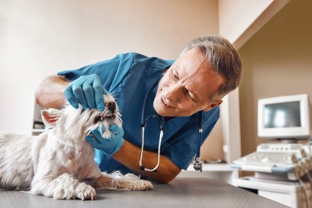 Best Emergency Care for Gum Disease in St Andrews, SC
